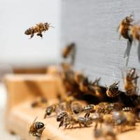 Nuclei di api regina carnica