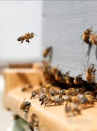 Nuclei di api regina carnica