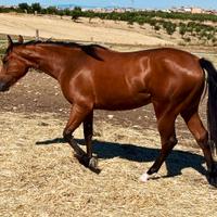 Puledra Quarter Horse 20 mesi