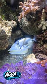 Pesce balestra picasso