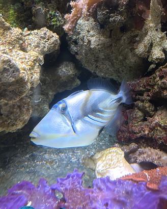 Pesce balestra picasso