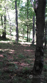 Terreni agricoli e rustici