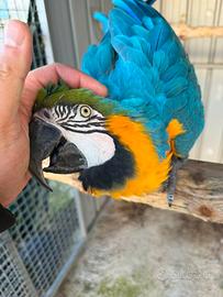 Pappagallo ara ararauna femmina