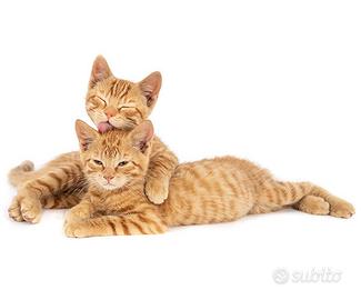 Cuccioli di gatto