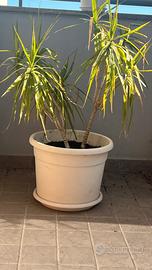 Pianta