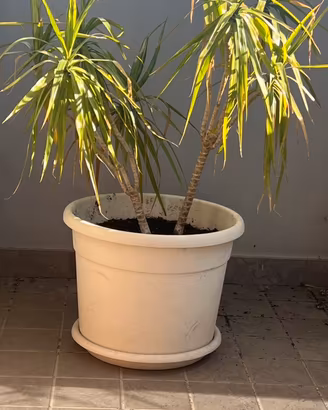 Pianta