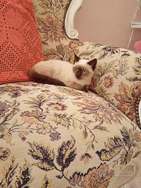 Cucciolo gatto siamese
