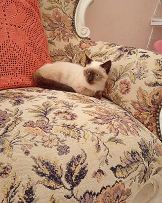 Cucciolo gatto siamese