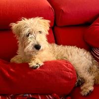 Lake land terrier - ACCOPPIAMENTO - Gino