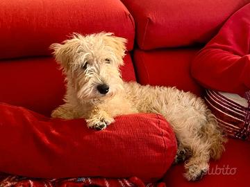 Lake land terrier - ACCOPPIAMENTO - Gino