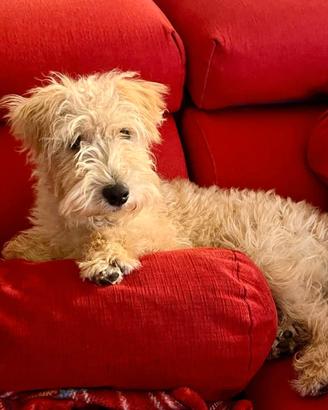 Lake land terrier - ACCOPPIAMENTO - Gino