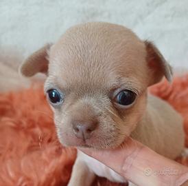 Cuccioli chihuahua pelo corto