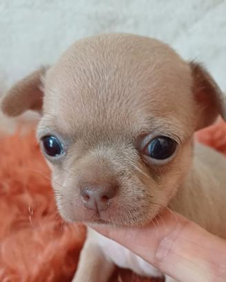 Cuccioli chihuahua pelo corto