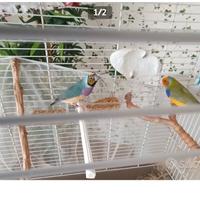 Coppia Diamanti del gauld