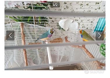 Coppia Diamanti del gauld