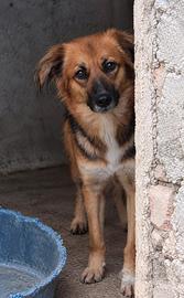 FRECCIA - 4 ANNI - 13/15 KG CIRCA