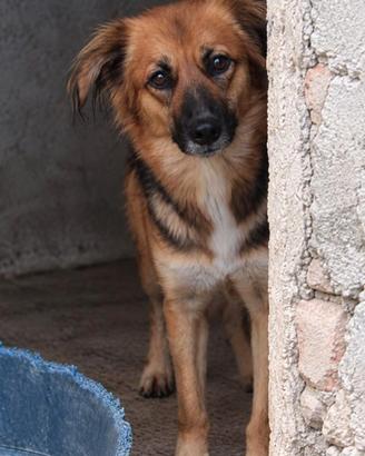 FRECCIA - 4 ANNI - 13/15 KG CIRCA
