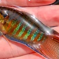 Macropodus pesce paradiso