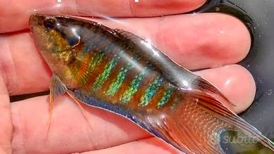 Macropodus pesce paradiso