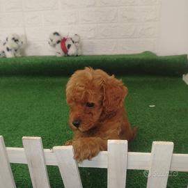 Barboncini (privato)