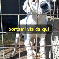 BLANCO 3 ANNI taglia media