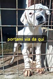 BLANCO 3 ANNI taglia media