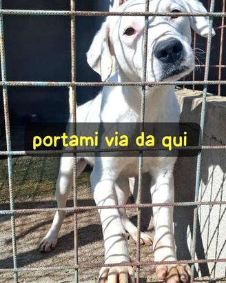 BLANCO 3 ANNI taglia media