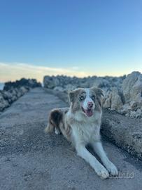 Border collie