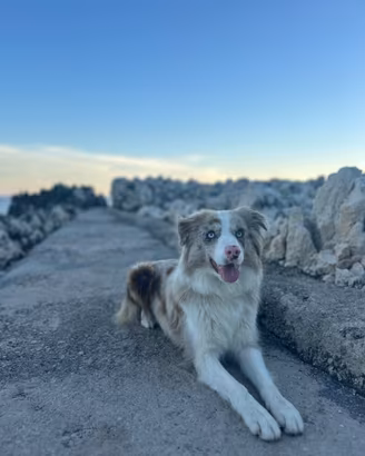 Border collie