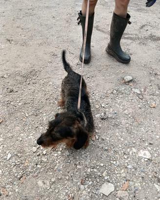 Bassotto maschio pronta caccia al cinghiale