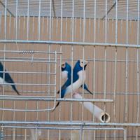 Diamanti di gould: maschi e femmine