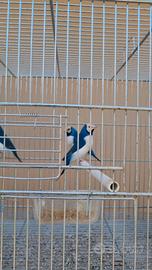 Diamanti di gould: maschi e femmine