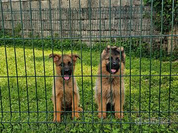 Cuccioli pastore tedesco grigi focati con pedigree