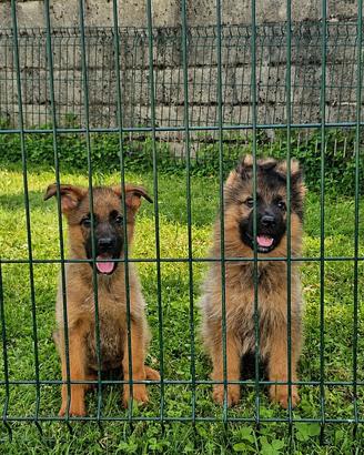 Cuccioli pastore tedesco grigi focati con pedigree