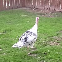 Tacchini Ermellinato e Canadese Pesante