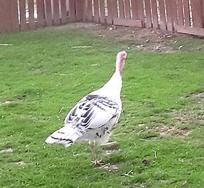 Tacchini Ermellinato e Canadese Pesante