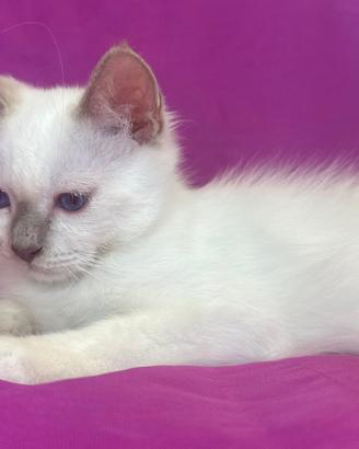 Gatto Sacro di Birmania Lilac Point Maschio
