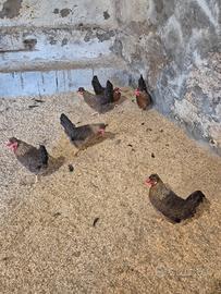 Galline legbar