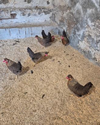 Galline legbar