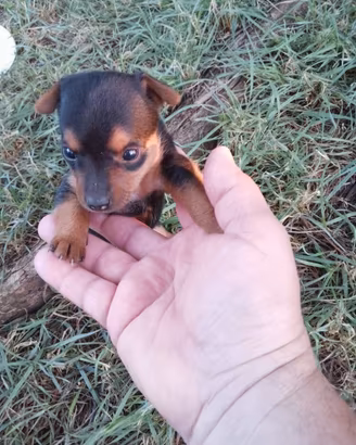 Pincher Toy