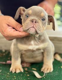 American bully