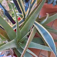 Tris di piante di Aloe Arborescens e Agave striata
