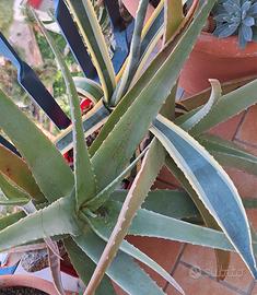 Tris di piante di Aloe Arborescens e Agave striata