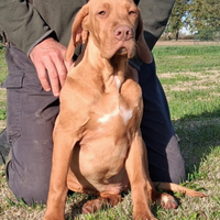 Cucciolo maschio bracco ungherese