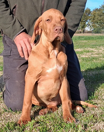 Cucciolo maschio bracco ungherese