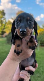 Cuccioli Bassotto