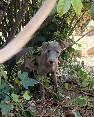 Cuccioli piccolo levriero italiano