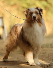 Cuccioli pastore australiano