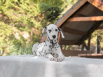 Cucciola di Dalmata