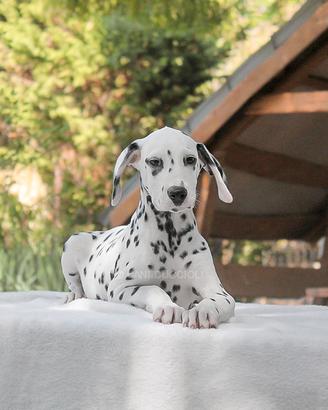 Cucciola di Dalmata